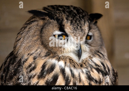 Turkmenian Eagle Owl, Bubo bubo turcomanus, subspecies of Eurasian Eagle-owl, Bird sanctuary, UK Stock Photo