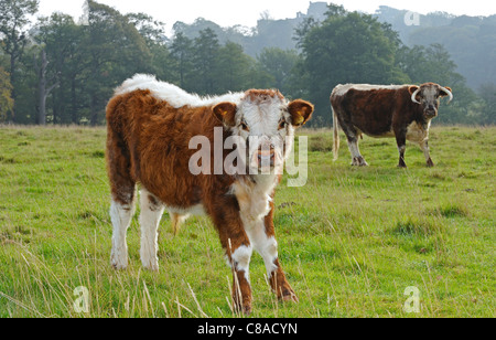 The English Longhorn cow and calf  feeding  off grass in a field in Derbyshire, England. Stock Photo