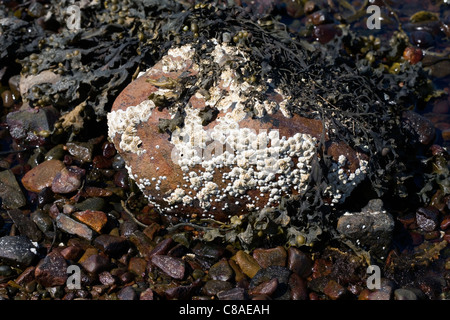 Common Limpets and Acorn Barnacles Rubha Ardnish Beach Breakish Broadford Isle of Skye Scotland