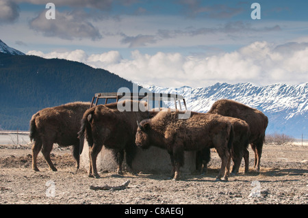 Wood bison (Bison bison athabascae), Alaska Wildlife Conservation Center, Portage, Alaska. Stock Photo