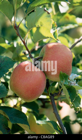 Pinklady apples on the tree Stock Photo