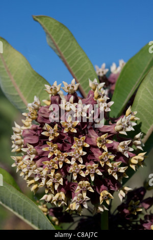 Common Milkweed flowers Asclepias syriaca Michigan USA Stock Photo