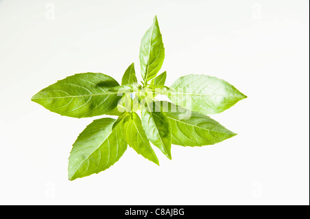 Basil leaves Stock Photo - Alamy