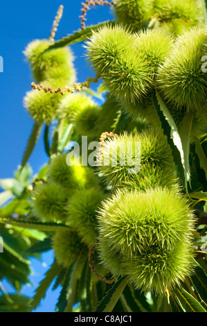 Chestnuts on the tree Stock Photo