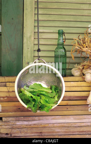 Lettuce in a hanging colander Stock Photo