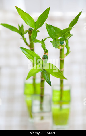 Lucky bamboo Stock Photo