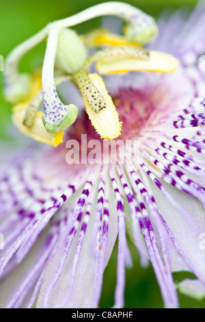Purple Passionflower Stock Photo