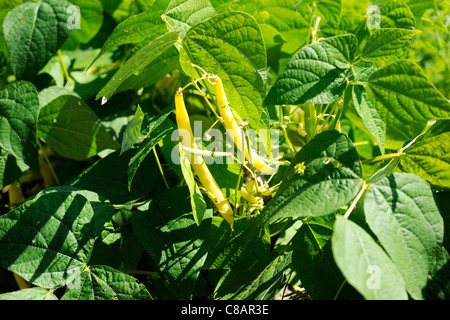 Butter beans growing in the vegetable garden Stock Photo - Alamy