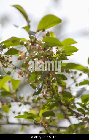 Unripe cherries on the tree Stock Photo