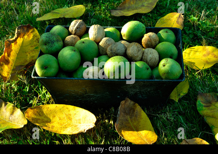 Walnuts (Juglans sp) in a basket. Stock Photo