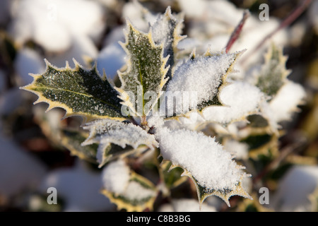 Variegated holly in winter Stock Photo