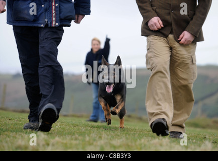 A German Shepherd and a handler practise at a dog training centre which specialises in personal protection and security UK Stock Photo