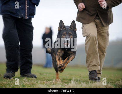 A German Shepherd and a handler practise at a dog training centre which specialises in personal protection and security UK Stock Photo