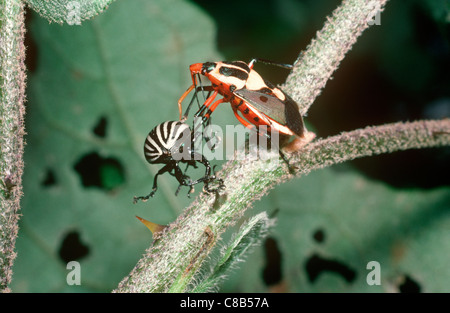 Predatory stink bug (Pentatomidae) feeding on a Colorado beetle, Mexico Stock Photo