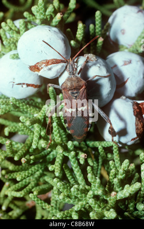 Leaf-footed bug (Narnia snowi: Coreidae) feeding on juniper berries in the Mojave Desert, California, USA Stock Photo