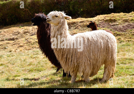 Pair of Black and White Lamas with a Baby in the Background Stock Photo