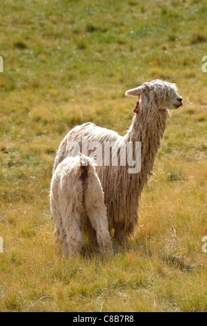 Two White Lamas - Mother Lama with a Baby on a grass Stock Photo