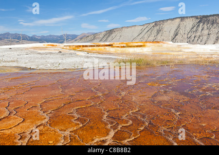 Mammoth Hot Springs is a series of hot springs on a hill of travertine in Yellowstone National Park in Wyoming.  The travertine was created over thousands of years of calcium carbonate deposits coming from the hot springs travel through a fault line in limestone.  The many colors of visible on the terraces are a result of algae growth in the warm pools which are roughly 170 degrees fahrenheit. Stock Photo