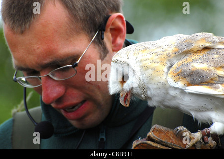 Barn Owl with handler at Gauntlet Birds of Prey Sanctuary, Cheshire. Stock Photo