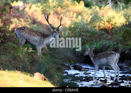 Male and Female (Stag and Doe) Fallow Deer Dama dama in Woodland Stream in Autumn UK Stock Photo