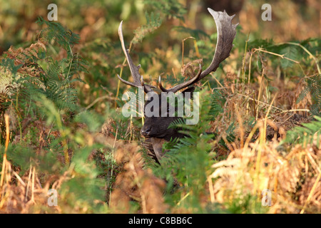 Fallow Deer Stag Dama Dama Surrounded by Bracken in Autumn UK Stock Photo