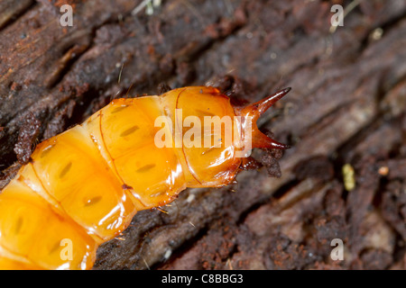 detail of larva of Cucujus cinnaberinus in nature Stock Photo