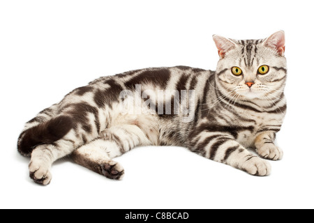 American Shorthair cat on white Stock Photo