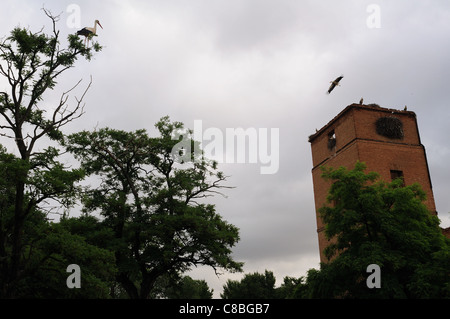 Storks. Archbishop's Palace of ALCALA DE HENARES . Community of Madrid .SPAIN Stock Photo