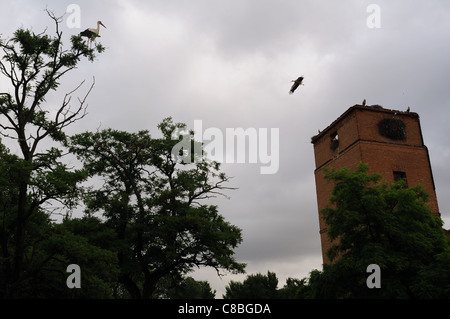 Storks. Archbishop's Palace of ALCALA DE HENARES . Community of Madrid .SPAIN Stock Photo