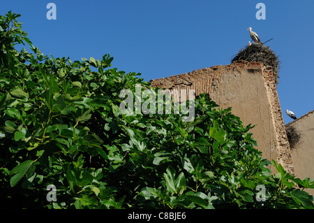 Storks. Archbishop's Palace of ALCALA DE HENARES . Community of Madrid .SPAIN Stock Photo