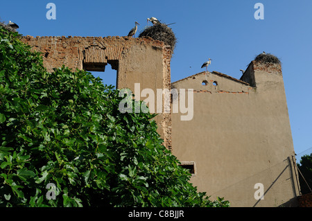 Storks. Archbishop's Palace of ALCALA DE HENARES . Community of Madrid .SPAIN Stock Photo