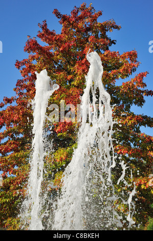 Fountain and Scarlet oak (Quercus coccinea), native to North America in autumn colours in park Stock Photo