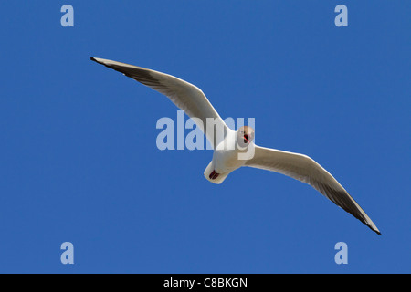 Black-headed gull (Chroicocephalus ridibundus / Larus ridibundus) calling in flight, Germany Stock Photo