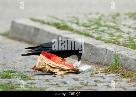 Carrion crow (Corvus corone) scavenging for food in garbage on street, Germany Stock Photo