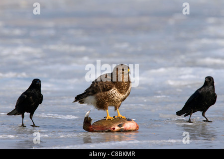 Two Carrion crows (Corvus corone) and Common buzzard (Buteo buteo) feeding on fish on frozen lake in winter, Germany Stock Photo