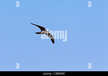 Eurasian Hobby (Falco subbuteo) in flight with caught dragonfly, Germany Stock Photo