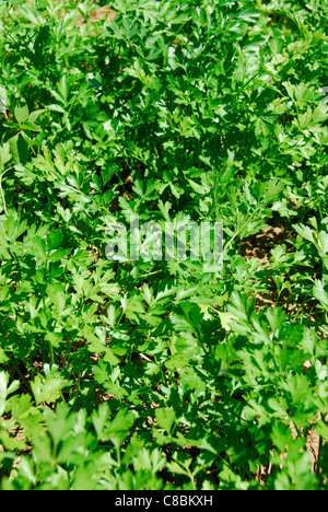 Flat-leaf parsley (Petroselinum crispus neapolitanum) growing outside. 2011. Stock Photo
