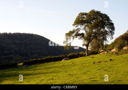 Lustleigh Cleave,Oak britain, british, clouds, country, dart, dartmoor, devon, england, grass,Dartmoor National Park,