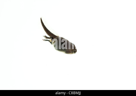 Common toad tadpole against white background Stock Photo