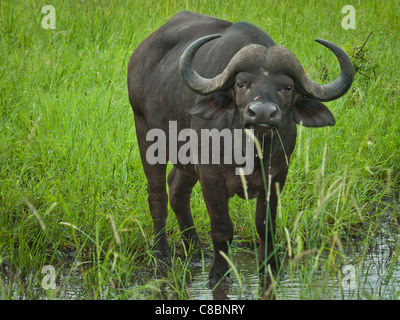 Buffelo, African buffalo Stock Photo