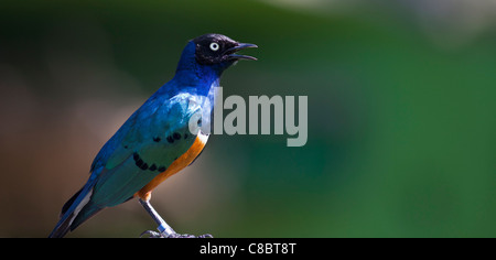 Superb starling (Spreo superbus) Stock Photo