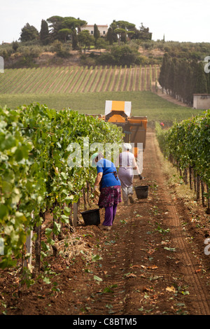 Hand grape pickers following the mechanical harvester harvesting wine grapes in Frascati, Italy. Stock Photo