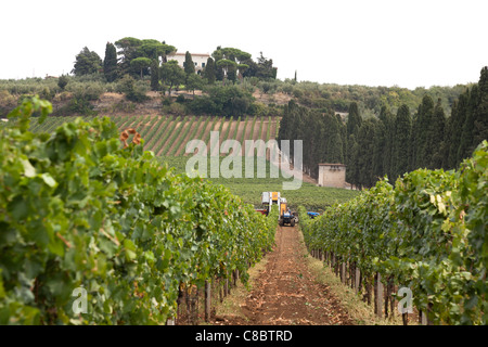 Rows on vines with a mechanical harvester in the distance harvesting the wine grapes in Frascati, Italy. Stock Photo