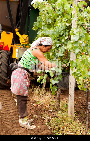 Hand picker following the mechanical harvester harvesting wine grapes in Frascati, Italy. Stock Photo