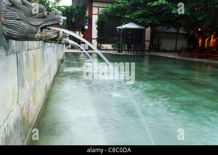 chinese water dragon swimming in pool