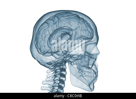 The human brain. Xray. Stock Photo