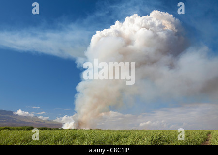 Cane fire in the sugar fields is the first step of harvesting cane on Maui, Hawaii. Stock Photo