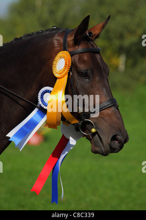 A prize-winning horse at a jumping show, showing its rosette Stock Photo