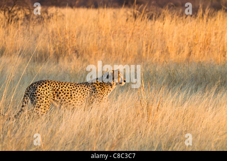 cheetah in Hwange National Park, Zimbabwe Stock Photo