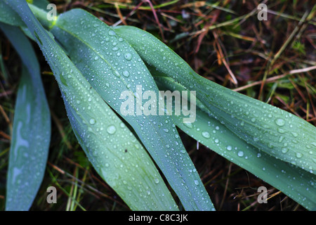 Rainwater on bamboo leaves. Stock Photo